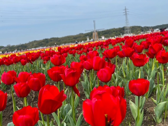 IMG_3046.jpeg